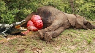 Watch Most Amazing Wild Animal Attacks - CRAZIEST Animal Fights - lion,,anaconda, deer, Crocodile Video