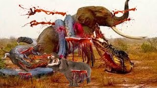 Watch Baboon vs Crocodile - Lion vs Elephant - Jaguar vs Anaconda - Anaconda,Lion,Deer Video