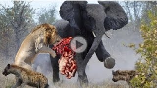 Watch Most Amazing Wild Animal Attacks 10 - python, lopard,Crocodile, Lion, Elephant -Animal Fights Video