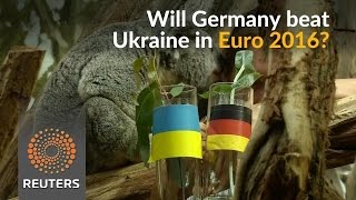 Watch Germany v Ukraine: will the animals get it right? Video