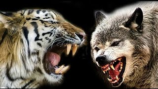Watch Biggest Wild Animal Fight - Felids vs Canids - Ultimate Scene's compilation Video