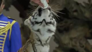 Watch Raw: Pope Hosts Circus, Animals at Vatican Video