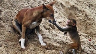 Watch Monkeys teasing other animals Video