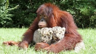 Watch Animals Helping Other Animals Part 2 Video