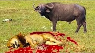 Watch Most Amazing Wild Animal Attacks - 20 - Lion Vs Buffalo - crocodile vs deer - crocodile vs zebra Video