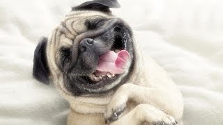 Watch 10 Best Funny Dog Videos You Have Ever Seen ! Video