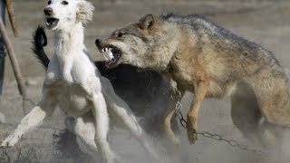 Watch Dogs vs Wolf : Amazing Fight Video