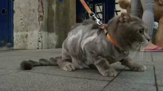 Watch The pet groomer turned my doggie into a lion! Video