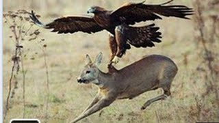 Watch Amazing Eagle Attack on Goat Video