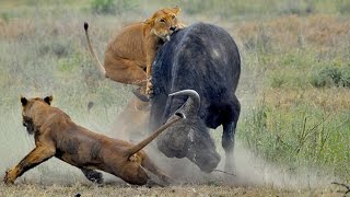 Watch Most Amazing Wild Animal Attacks - Lion vs Buffalo Real Fight Video