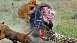 Watch Top 12 Most Amazing Wild Animal Attacks  Giant Anaconda attacks Human Real Caught on Camera wild Video