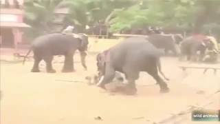 Watch When animals attack humans   Bison vs vs the Tigers 2016 Video