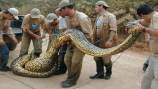 Watch World's Biggest Snake: Man-Eating Anaconda Video