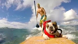 Watch PEOPLE ARE AWESOME (PETS EDITION) | SURFING & SKATEBOARDING DOGS! Video