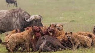 Watch Buffalo vs Hyenas - This Fight With a Baby is at Stake Video