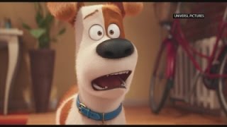 Watch It's a dog's life for Stonestreet Video