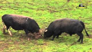 Watch Most Awesome Bullfighting Festival - Brutal Fights Video