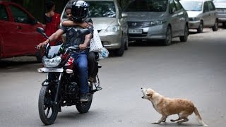 Watch Whatsapp Funny Videos India - Funny Dog Attack in Kerala India - Funny Animal Attack Video