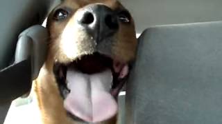 Watch Laughing Dog Facebook Funny Video Video