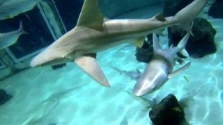 Watch Behind the increased risk of shark attacks this summer Video