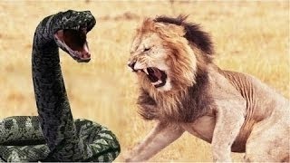 Watch Cobra vs Lion vs Buffalo vs Tiger Video
