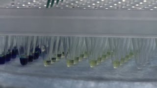 Watch Wisc. Researchers Discuss New Zika Findings Video