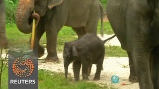 Watch A baby elephant makes public debut in Singapore Video