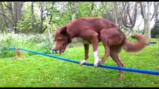 Watch whatsapp very funny videos 2016 - Dog does handstand on a rope Video