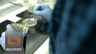 Watch Monsanto in talks with Bayer for "alternative strategic options" Video