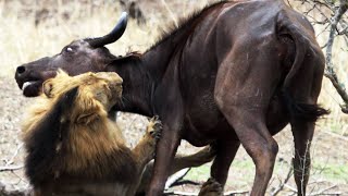 Watch Male Lions Kill Buffalo Mother & Calf - Latest Wildlife Sightings Video