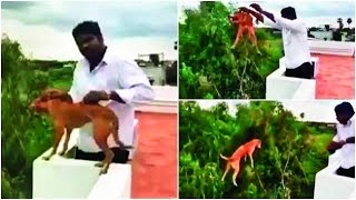 Watch On cam: Man throws dog off terrace in Chennai Video