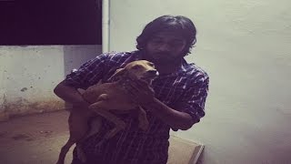 Watch Miracle wins cruelty: Dog thrown from terrace found alive Video