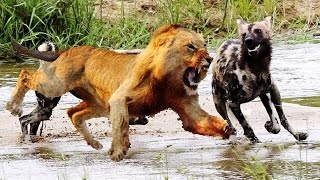 Watch Top 3 Amazing animals fight - very dangerous video 2016 Video