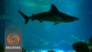 Watch Paris aquarium successfully breeds blacktip sharks Video