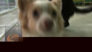 Watch Some dog barks are ruff on humans Video