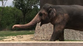 Watch Pakistan's lonely elephant suffering 'mental illness': experts Video