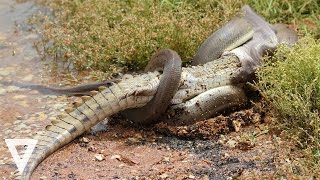 Watch 5 CRAZIEST Animal Fights Caught On Camera Video