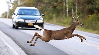 Watch ANIMAL CAR CRASHES - UGLIEST Animal Car Crashes Video