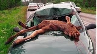 Watch Accidents Caused by Animals 2016 Car CRASH Compilation Video