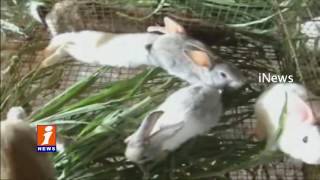 Watch Teacher Running Rabbit Farming  In Vizianagaram | iNews Video