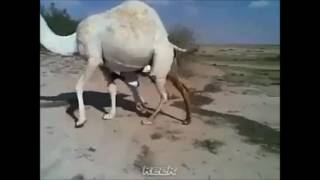 Watch WhatsApp funny Videos - Funny Indian Videos Compilation 2016 part Video