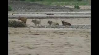 Watch WATER FLOOD IN GAULA RIVER, ANIMAL TRAPPED IN HALDWANI, UTTRAKHAND Video