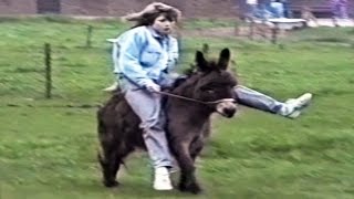 Watch Funniest Animal Fail Compilations - Funny Home Videos Video