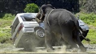 Watch Craziest Animal Fights Caught On Camera - Most Amazing Wild Animal Attacks Video