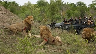 Watch Male Lions Kills Male Lion Wild Animals Fight To The Death Video