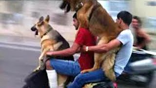 Watch Only In India - Very Funny Videos Video