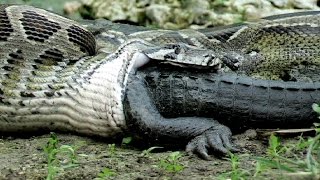 Watch Biggest Python vs Crocodile - Giant anaconda - World's biggest python snake found in Amazon river Video