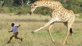 Watch Most Horrifying Animals Attacks on Humans in all time !! Video