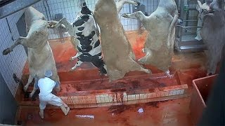 Watch Animal cruelty: is violence inherent to abattoirs? Video