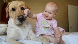 Watch Amazing Dog Videos  Dogs Protecting Babies Compilation  Funny Dogs Protecting Babies Video